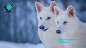 The Return of the Dire Wolf: Can De-extinction Bring It Back?